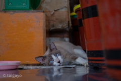 DSCF3807